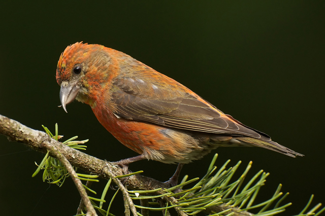 Pretty Red crossbill