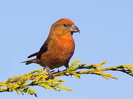 Pretty Red crossbill