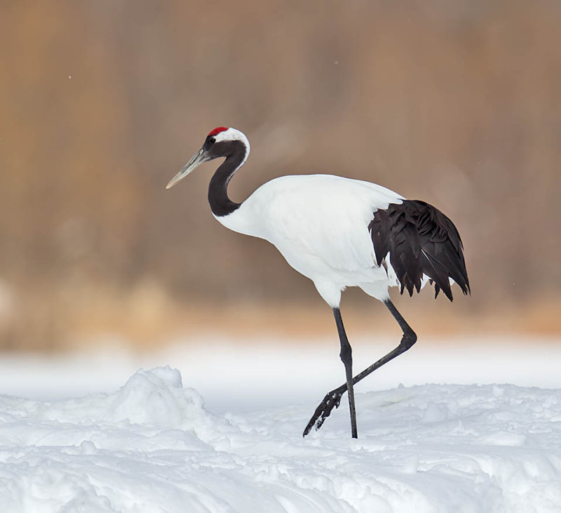 Red-crowned crane