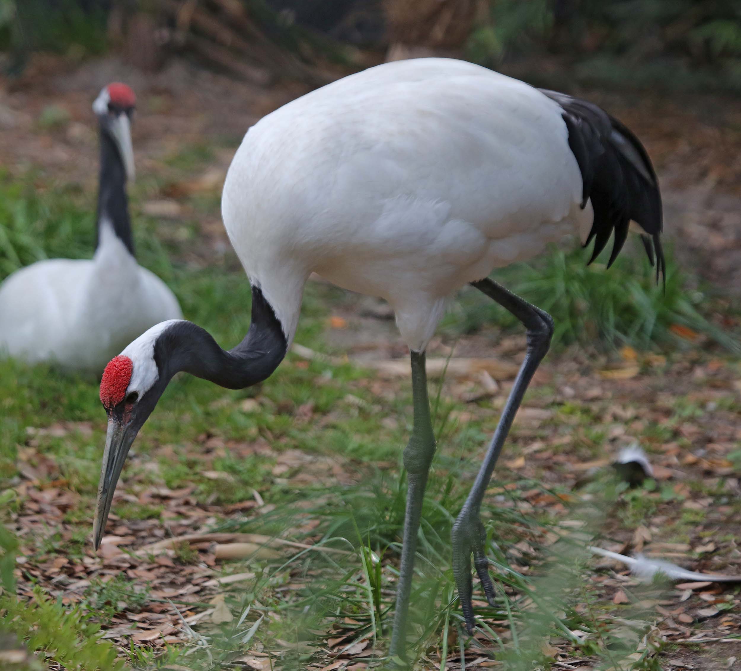 Pretty Red-crowned crane