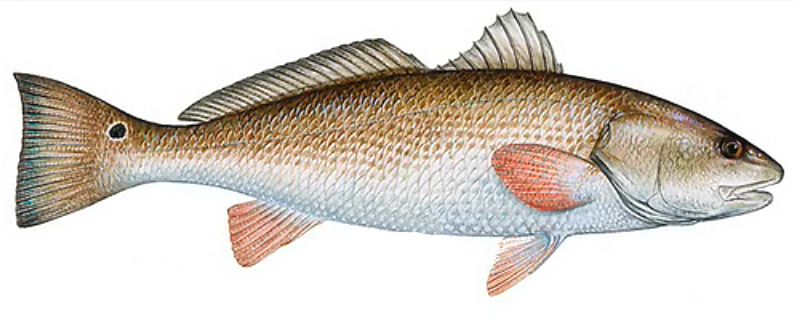 Pretty Red drum