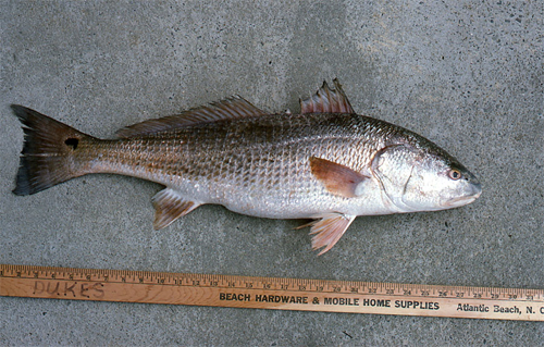 Pretty Red drum