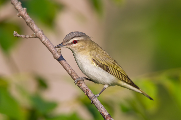 Red-eyed vireo