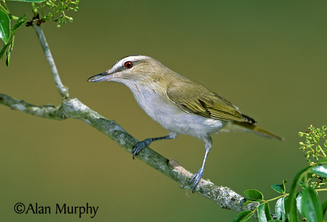 Pretty Red-eyed vireo