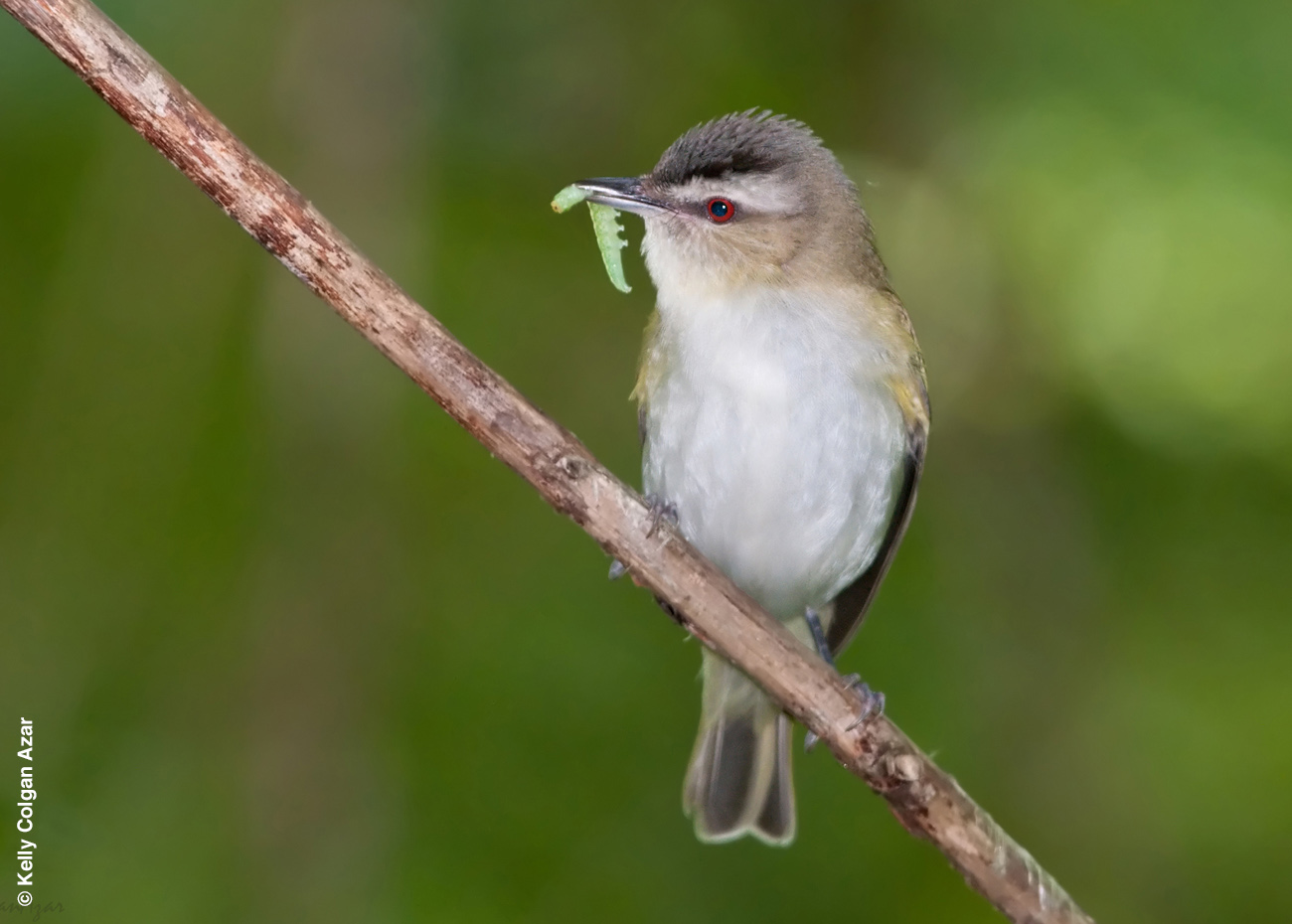 Pretty Red-eyed vireo