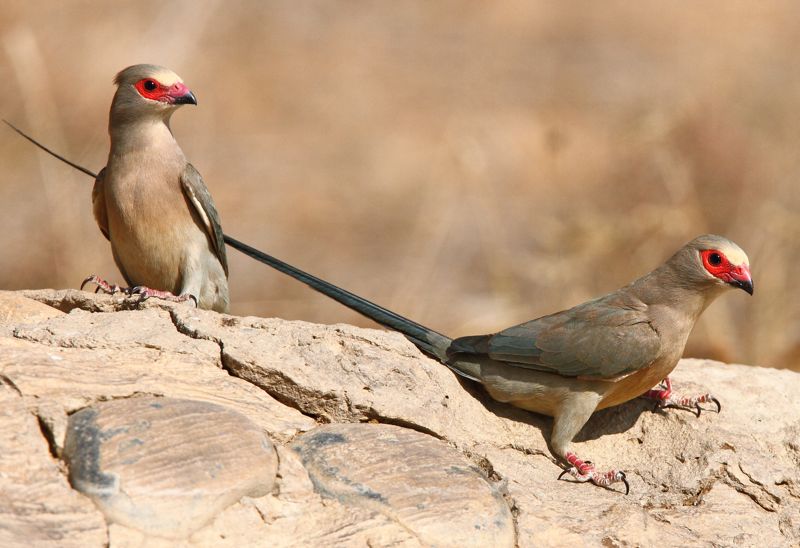 Red-faced mousebird
