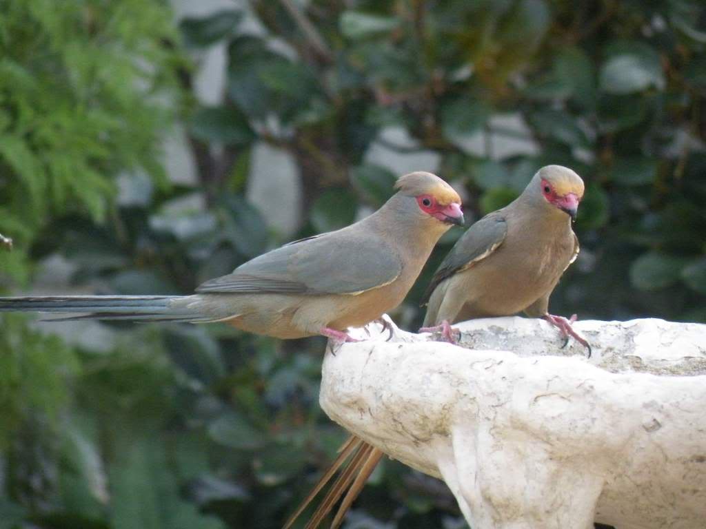 Pretty Red-faced mousebird