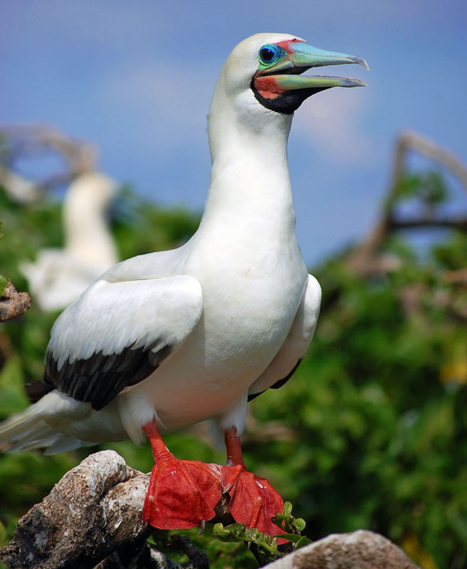 Red-footed booby