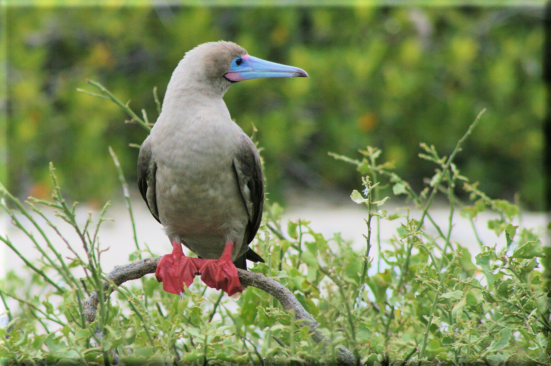 Pretty Red-footed booby