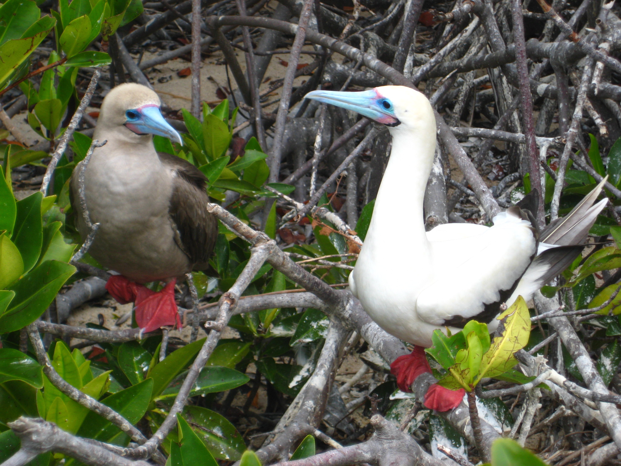 Pretty Red-footed booby