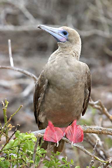Pretty Red-footed booby