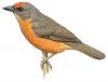 Red-fronted flowerpecker weaver-finch