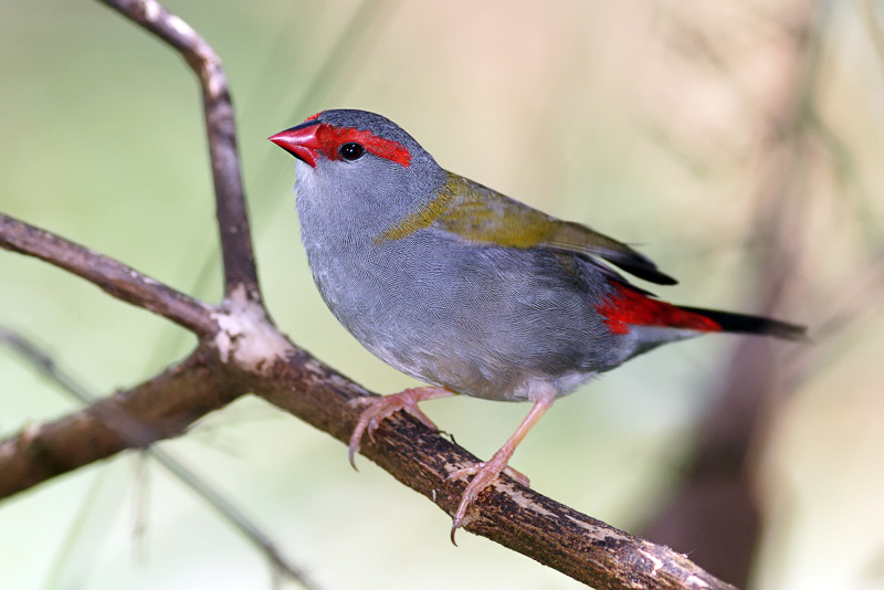 Pretty Red-fronted flowerpecker weaver-finch