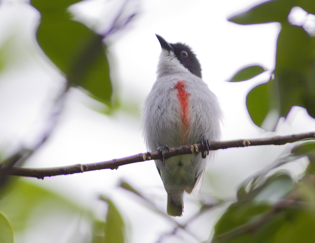 Pretty Red-fronted flowerpecker weaver-finch