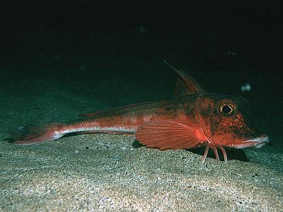 Red gurnard