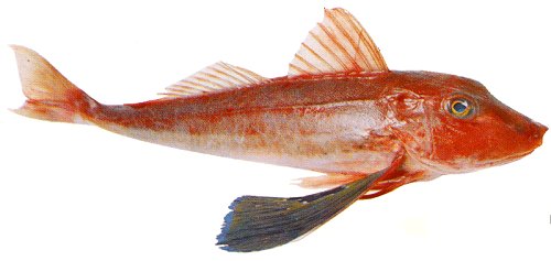 Pretty Red gurnard