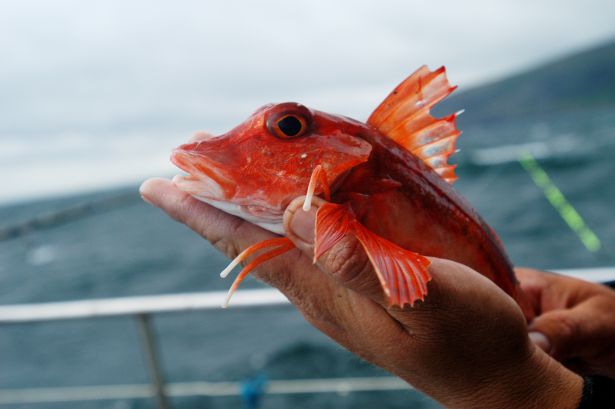 Pretty Red gurnard
