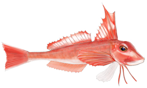 Pretty Red gurnard