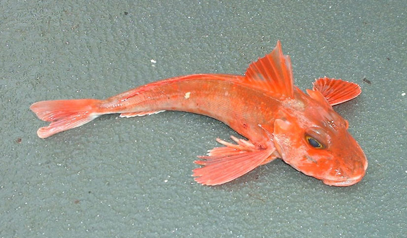 Pretty Red gurnard