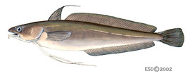 Pretty Red hake