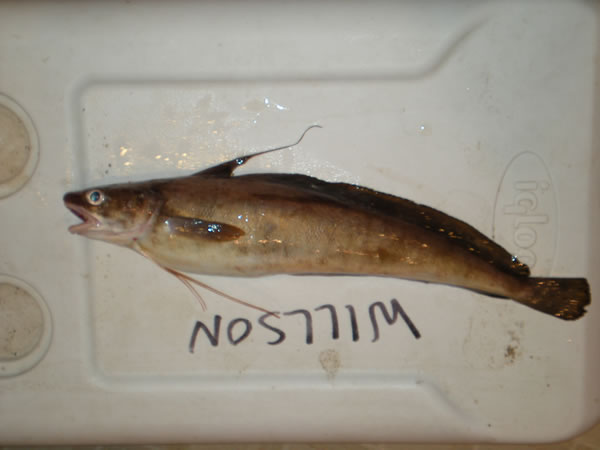 Pretty Red hake