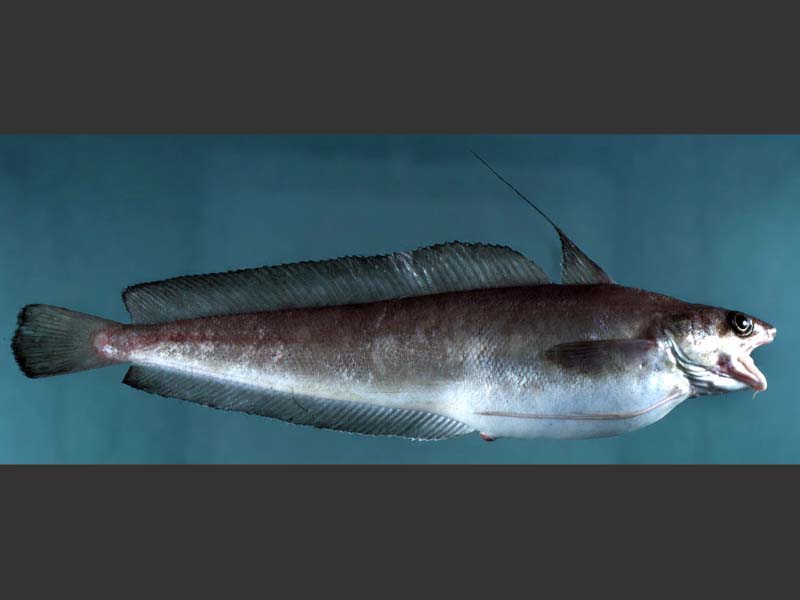 Pretty Red hake