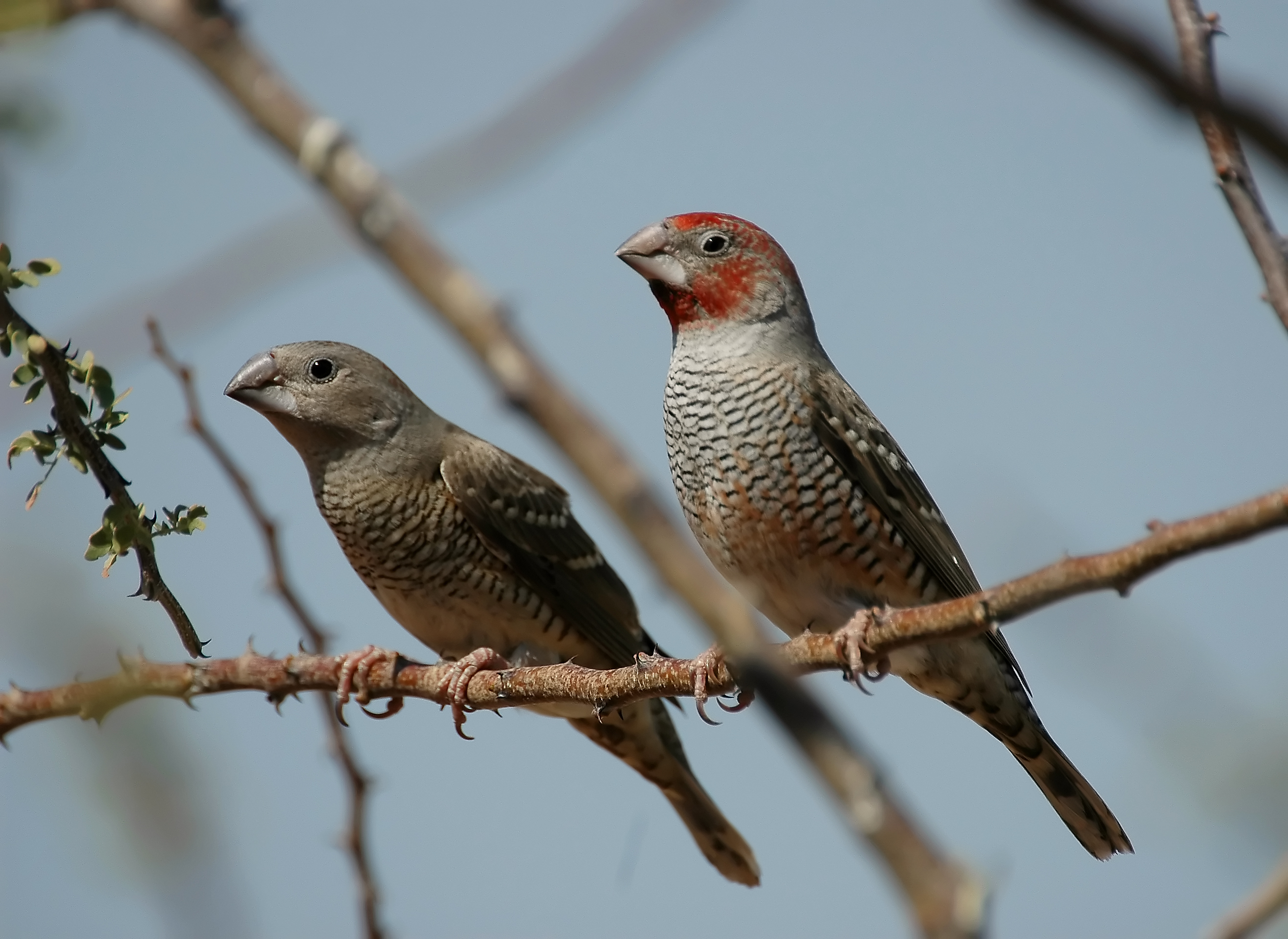 Pretty Red-headed finch