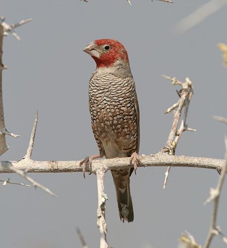 Pretty Red-headed finch