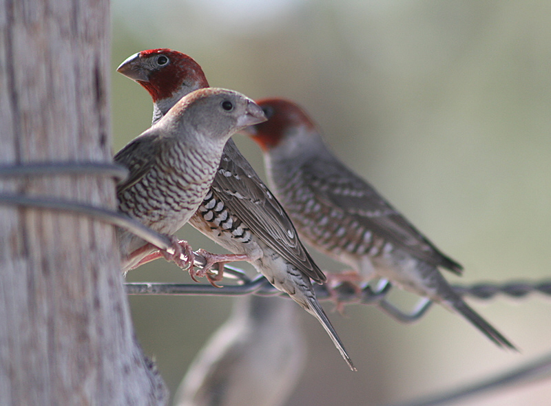 Pretty Red-headed finch