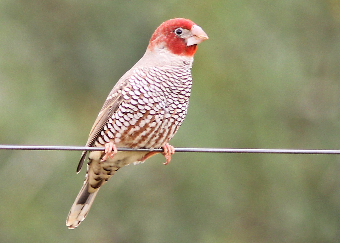 Pretty Red-headed finch