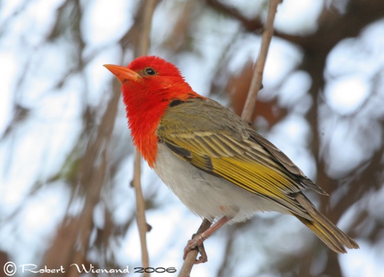 Pretty Red-headed weaver