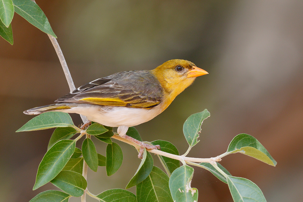 Pretty Red-headed weaver