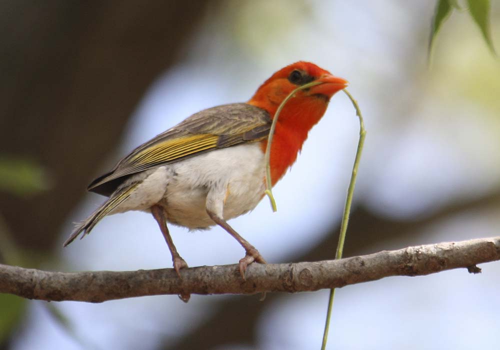 Pretty Red-headed weaver