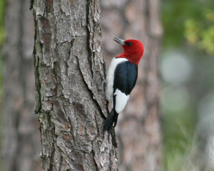 Red-headed woodpecker