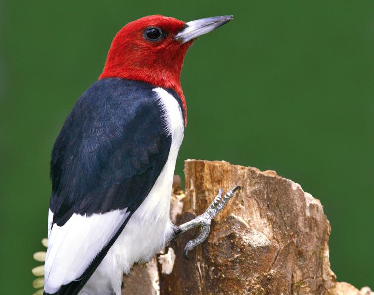 Pretty Red-headed woodpecker