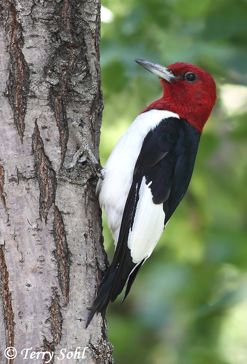 Pretty Red-headed woodpecker