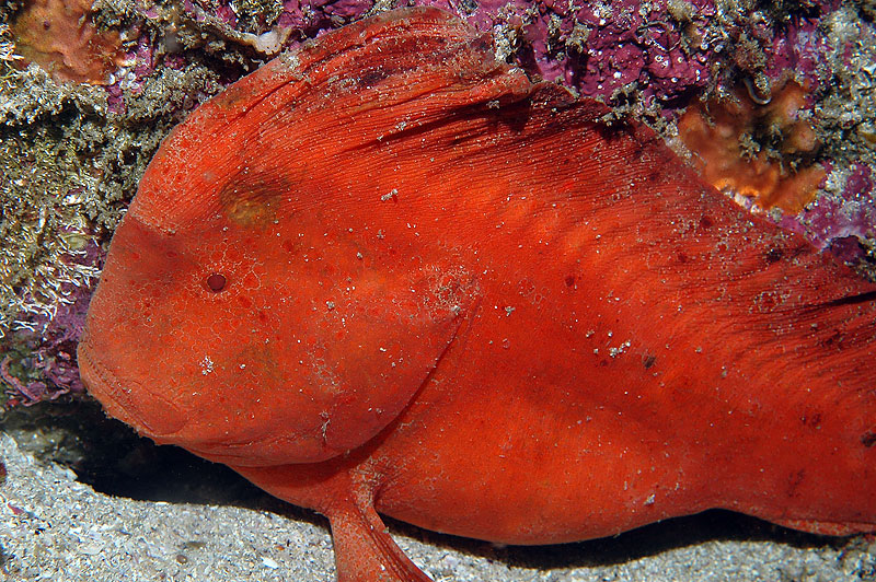 Pretty Red indianfish