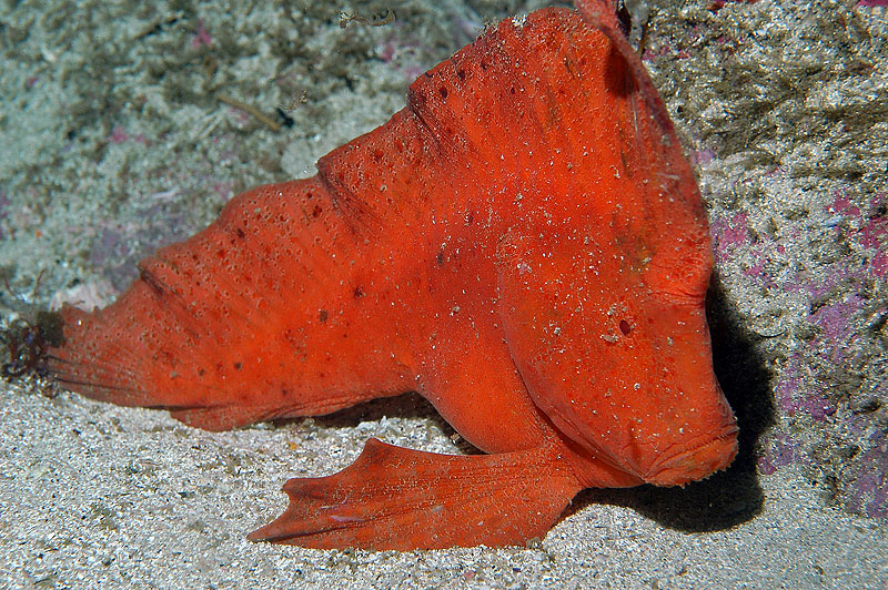 Pretty Red indianfish