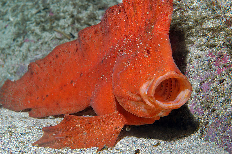 Pretty Red indianfish