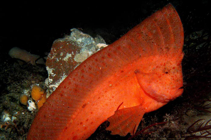 Pretty Red indianfish