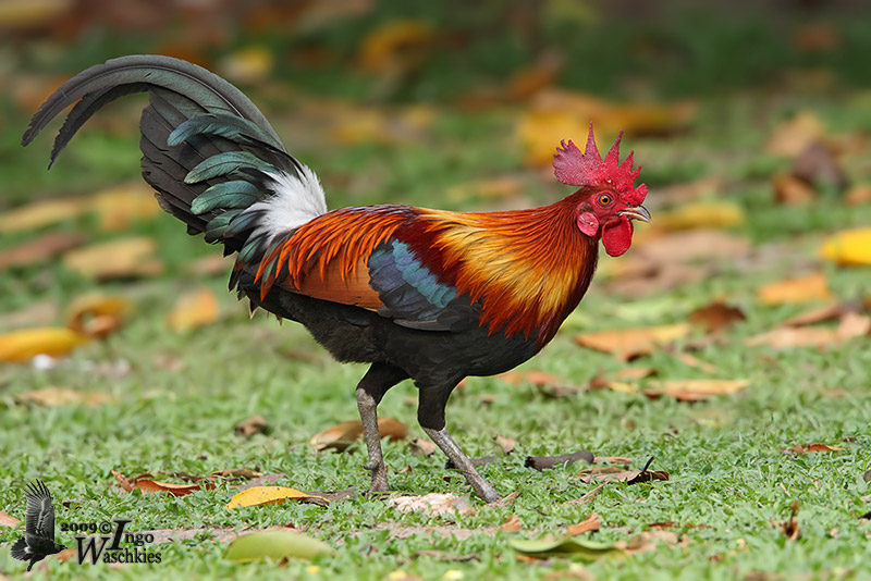 Red junglefowl