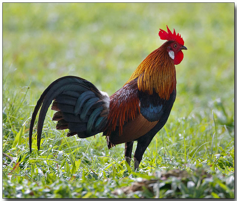 Pretty Red junglefowl