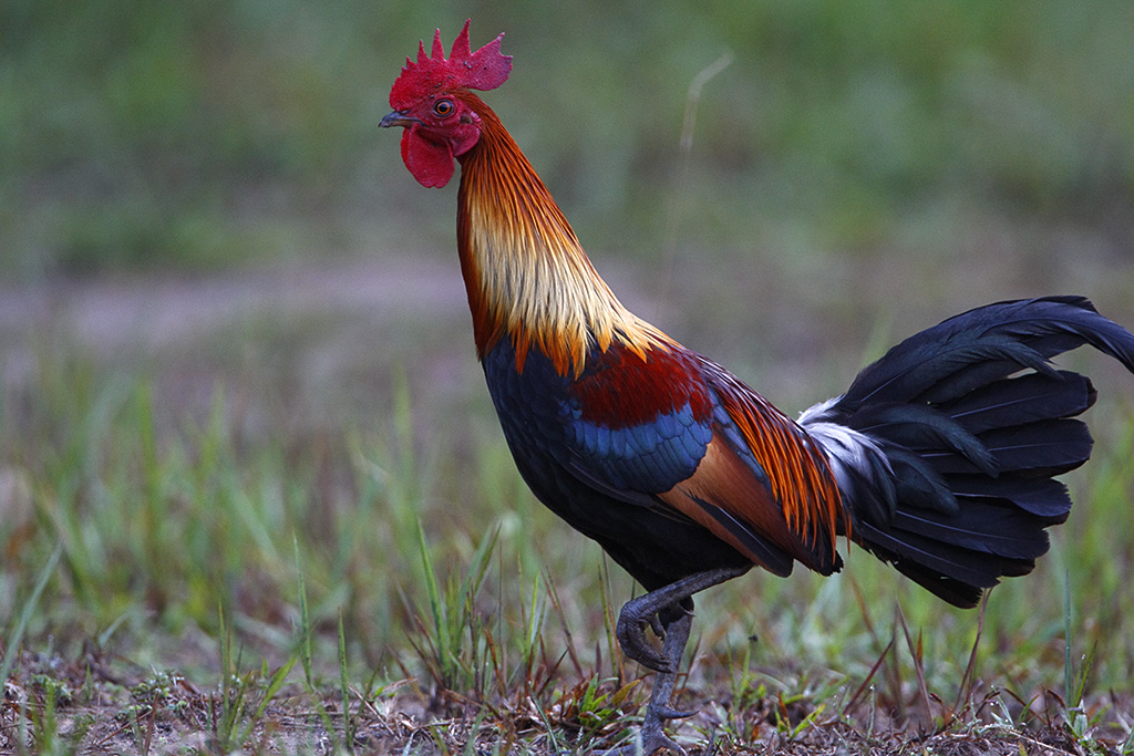 Pretty Red junglefowl