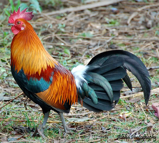 Pretty Red junglefowl