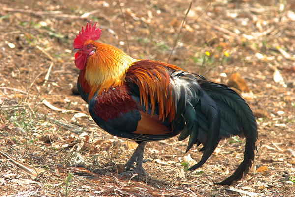 Pretty Red junglefowl
