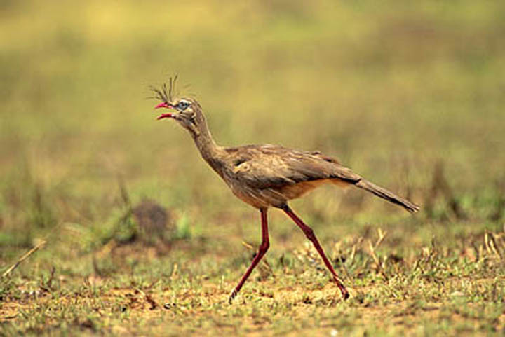 Red-legged seriema