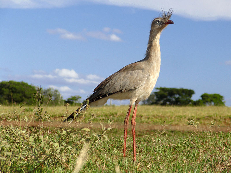 Pretty Red-legged seriema