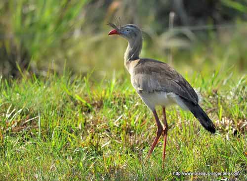 Pretty Red-legged seriema