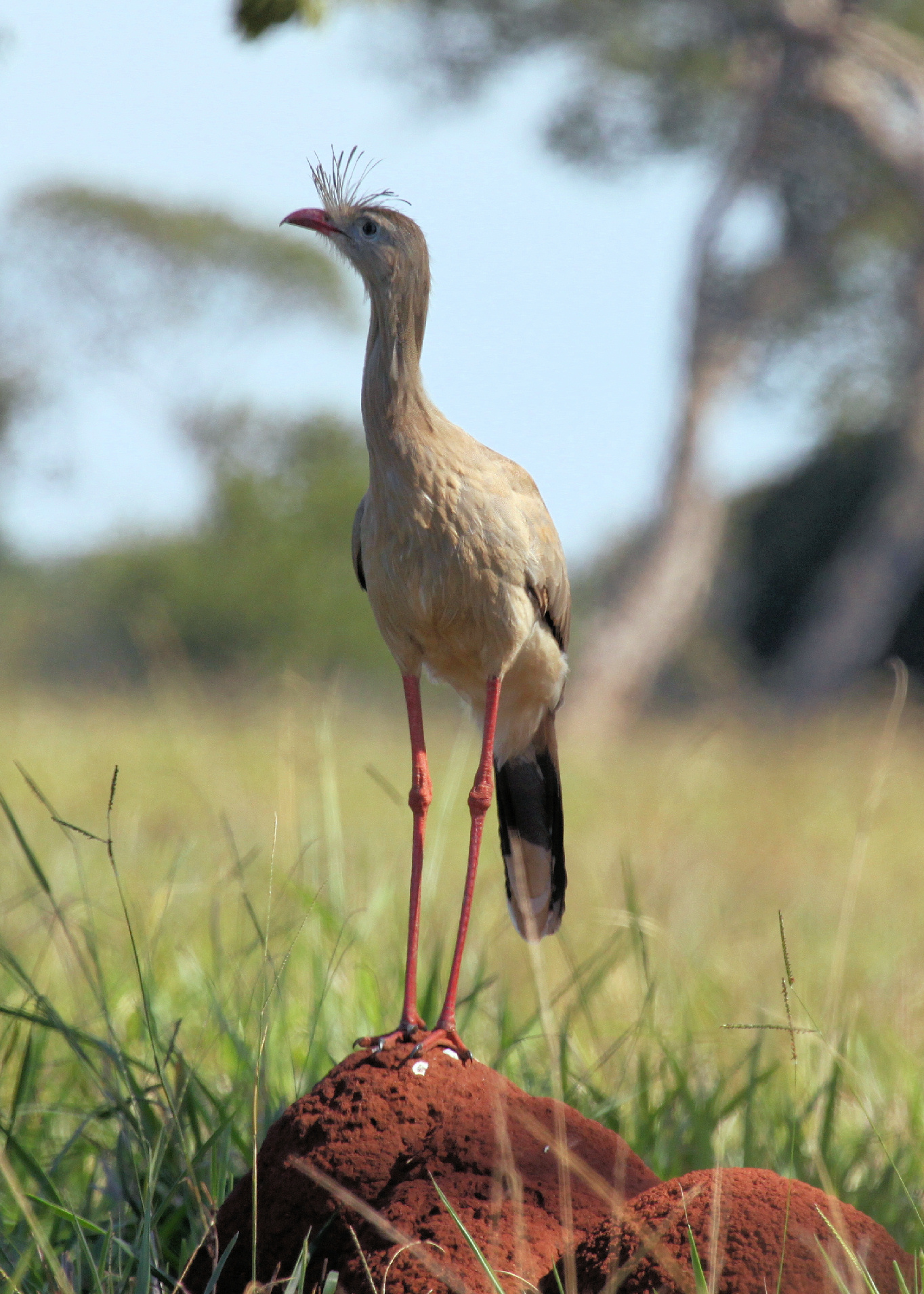 Pretty Red-legged seriema