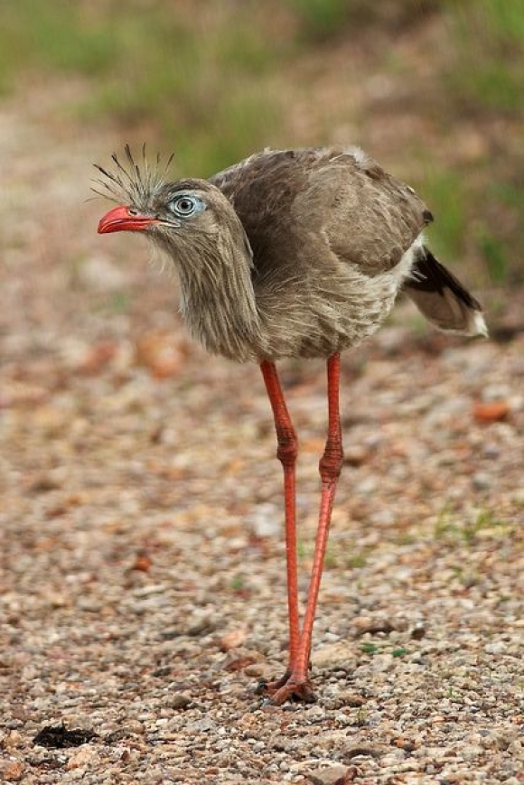 Pretty Red-legged seriema